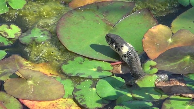 video schlange im teich III