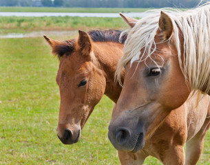 Double portrait of a mare and her foal