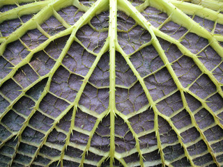 Blattunterseite der Victoria Seerose