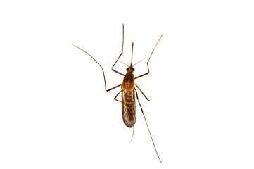 Stechmücke, Aedes spec.