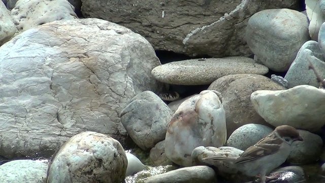 video schlange im teich VI