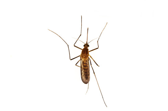 Stechm&uuml;cke, Aedes spec.