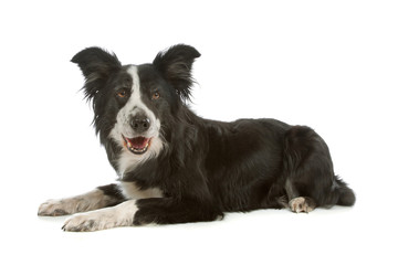 black and white border collie