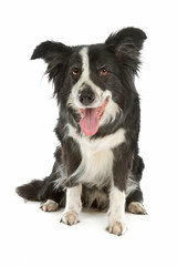 black and white border collie