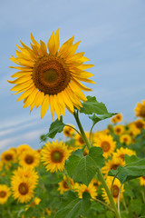 Sunflowers in the cloudy morning