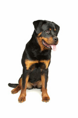 Obraz premium Rottweiler