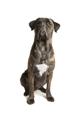 Cane Corso dog