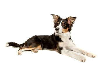 black and white border collie