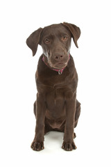 Chocolate Labrador Retriever