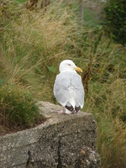 mouette