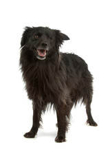 Pyrenean Shepherd or Pyrenees Sheepdog
