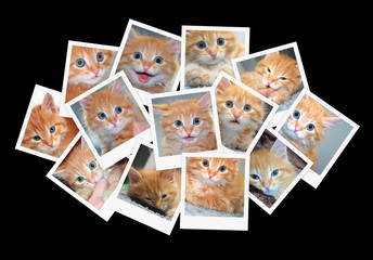 Fototapeta na wymiar Śmieszne pomarańczowy kotek, kolaż zdjęć dla projektu