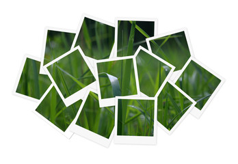 Green grass, collage of photos for your design