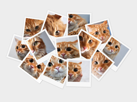 Funny orange cat, collage of photos for your design