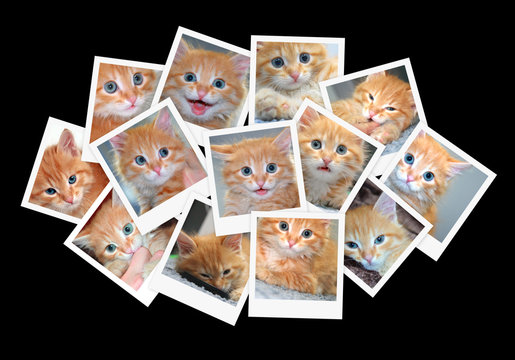 Funny orange kitten, collage of photos for your design