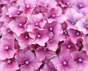 Foto auf Leinwand rosa Hortensienblüten hautnah © lizascotty