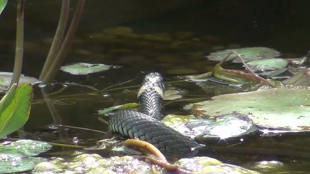 video schlange im teich II