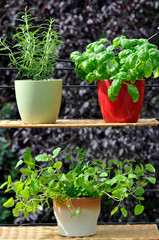 Fresh herbs in pots
