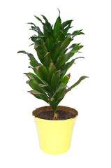 Dracaena plant isolated on the white background