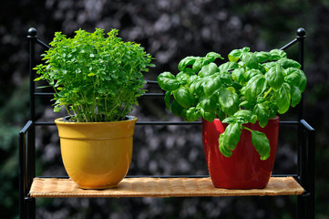 Fresh basil in pots