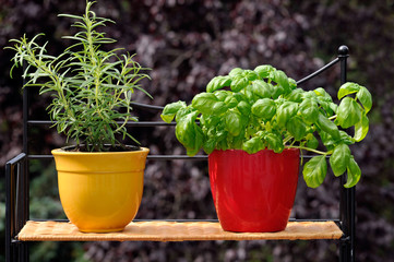 Fresh herbs in pots