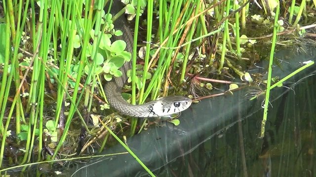 video schlange im teich IV