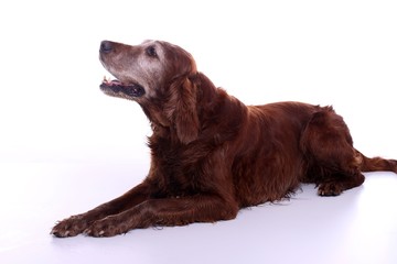 liegender Hund Irish Setter