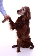 Hund Irish Setter gibt Pfote