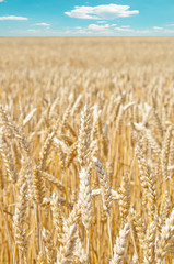 Wheat field with blue sky in background