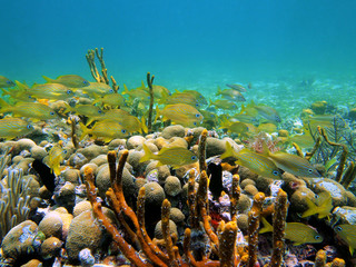 Underwater life a shoal of french grunt fish in a coral reef, Caribbean sea, Bocas del Toro, Panama, Central America