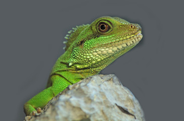 iguana