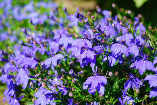 Fototapeta Many dark blue flowers lobelia