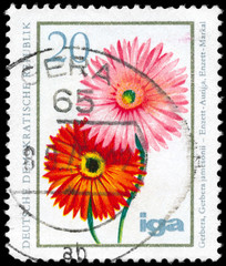 GDR - CIRCA 1975 Transvaal Daisies