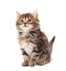 Obraz premium Cute kitten