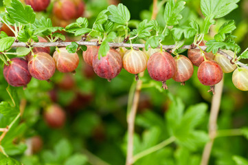 Gooseberries