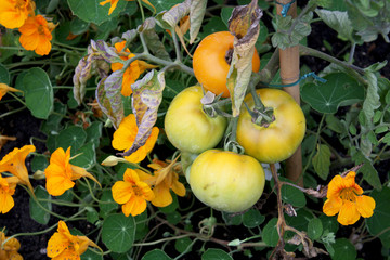 Plant de tomate jaune Lemon boy