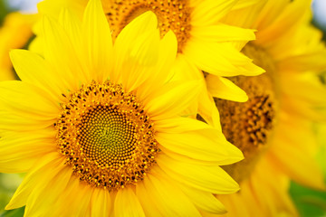 Obraz premium Sunflower