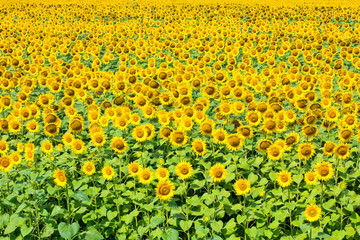 Sunflower field