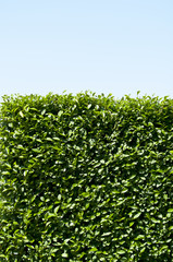 Green hedge with blue sky