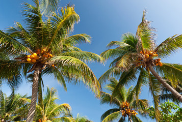 Coconuts on tropical palm trees