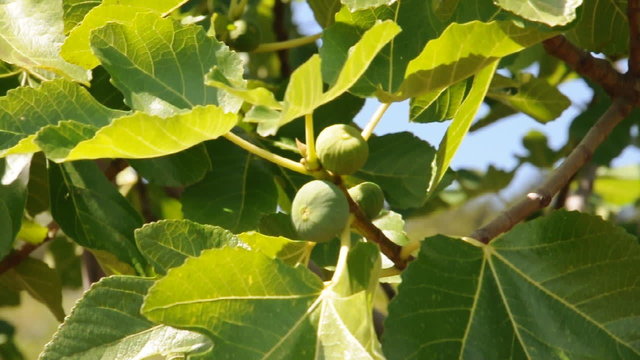 Feigenbaum