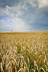 Ecological countryside landcape