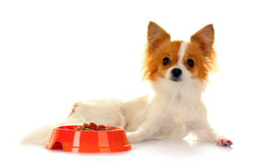 little dog and meal in bowl isolated on white