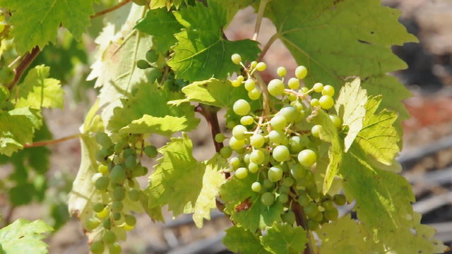Weintrauben