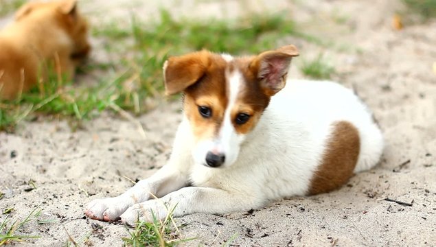 Смешной щенок лежит на песке