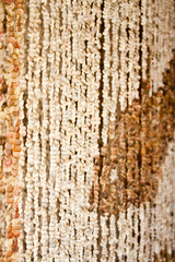 Obraz premium small sea shell