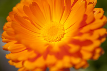 orange colored flower