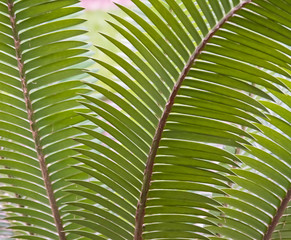 Cycad background