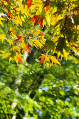紅葉