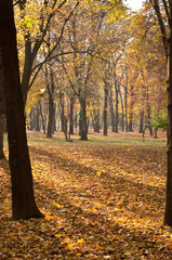 Fototapeta premium Autumn forest